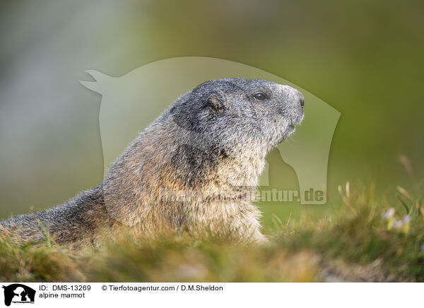Alpenmurmeltier / alpine marmot / DMS-13269