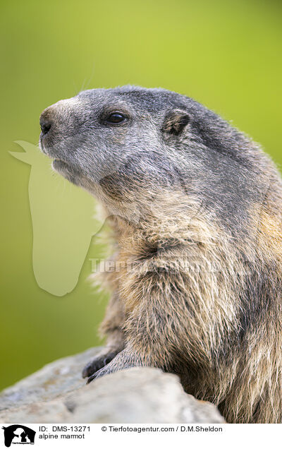 Alpenmurmeltier / alpine marmot / DMS-13271