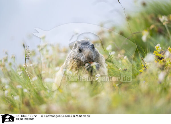 Alpenmurmeltier / alpine marmot / DMS-13272
