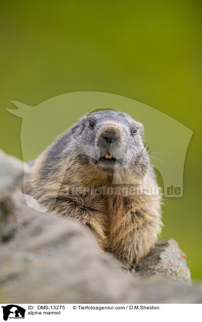 Alpenmurmeltier / alpine marmot / DMS-13275