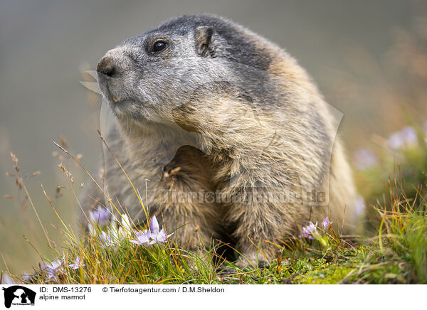 Alpenmurmeltier / alpine marmot / DMS-13276