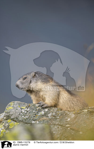 Alpenmurmeltier / alpine marmot / DMS-13278