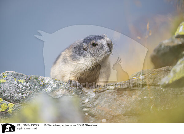 Alpenmurmeltier / alpine marmot / DMS-13279