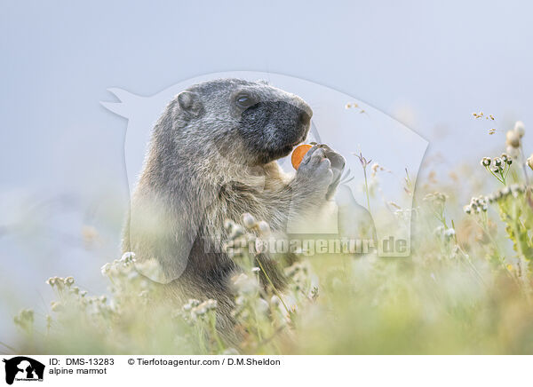 Alpenmurmeltier / alpine marmot / DMS-13283