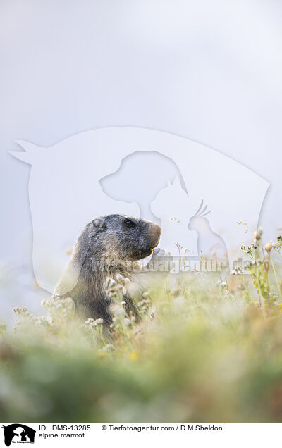 Alpenmurmeltier / alpine marmot / DMS-13285