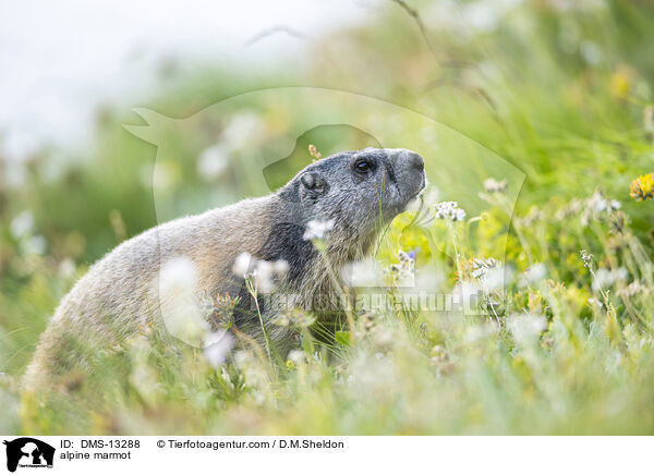 Alpenmurmeltier / alpine marmot / DMS-13288