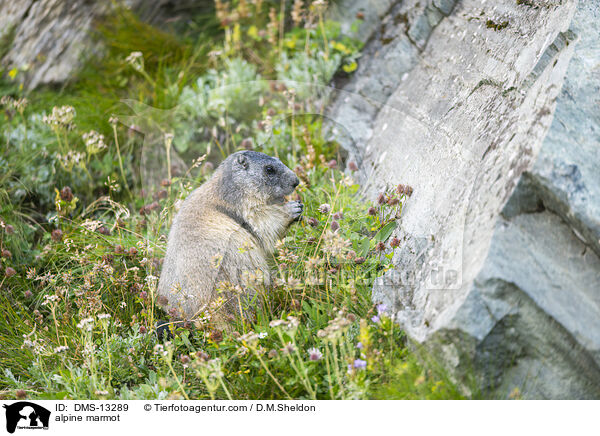 Alpenmurmeltier / alpine marmot / DMS-13289