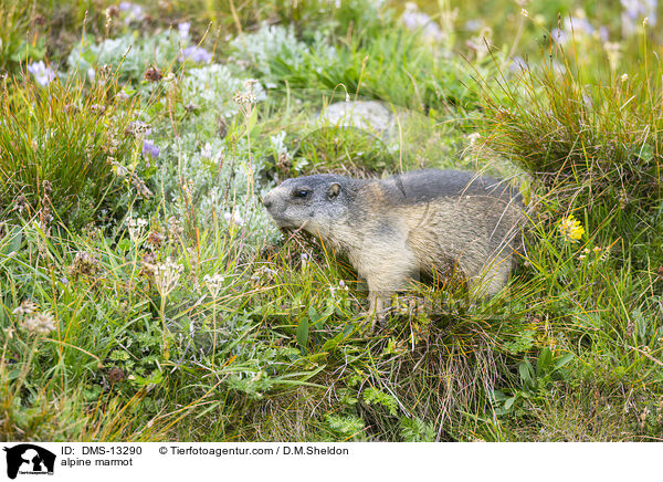 Alpenmurmeltier / alpine marmot / DMS-13290
