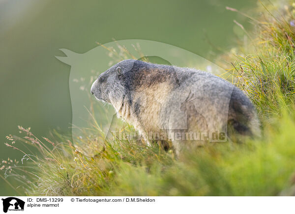 Alpenmurmeltier / alpine marmot / DMS-13299
