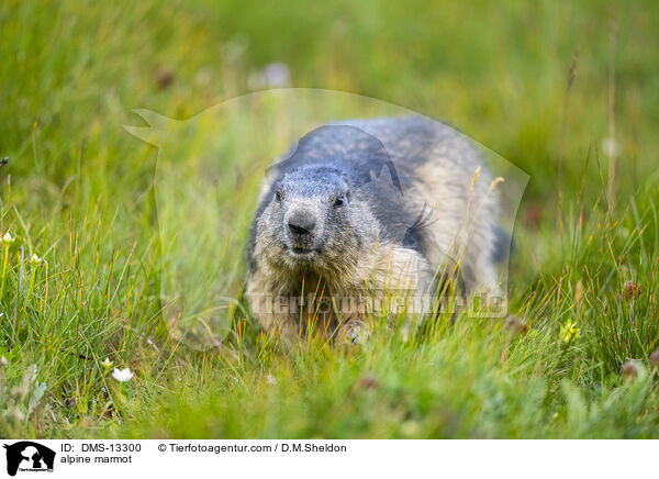 Alpenmurmeltier / alpine marmot / DMS-13300