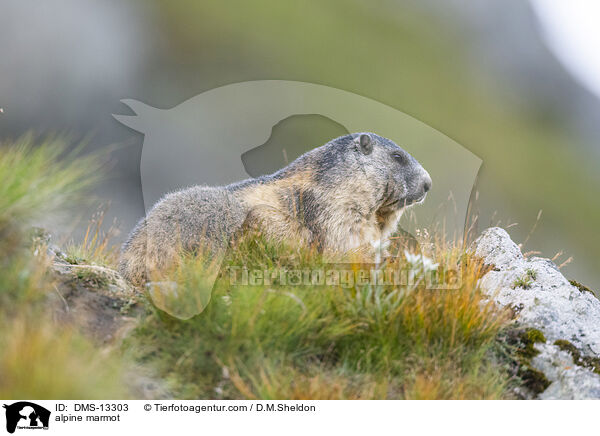 Alpenmurmeltier / alpine marmot / DMS-13303