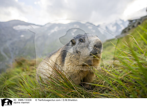 Alpenmurmeltier / alpine marmot / DMS-13308