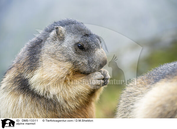 Alpenmurmeltier / alpine marmot / DMS-13311