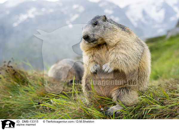 Alpenmurmeltier / alpine marmot / DMS-13315