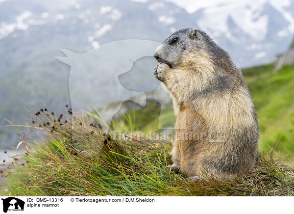 Alpenmurmeltier / alpine marmot / DMS-13316
