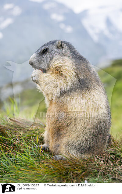 Alpenmurmeltier / alpine marmot / DMS-13317