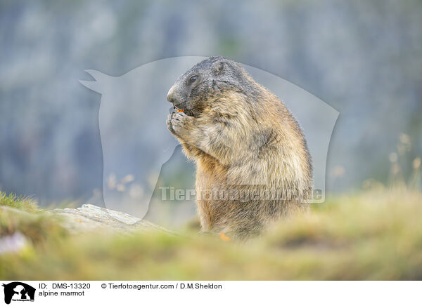 Alpenmurmeltier / alpine marmot / DMS-13320