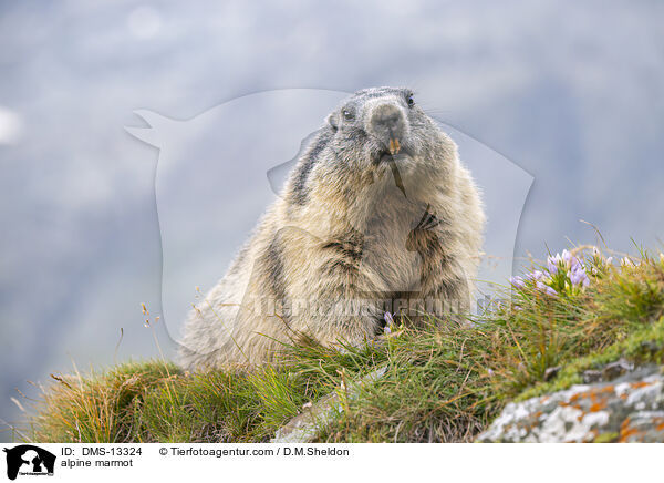 Alpenmurmeltier / alpine marmot / DMS-13324