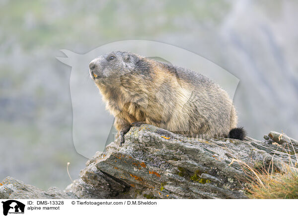 alpine marmot / DMS-13328