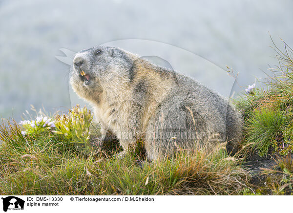 Alpenmurmeltier / alpine marmot / DMS-13330