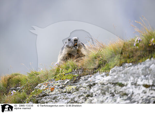 Alpenmurmeltier / alpine marmot / DMS-13335