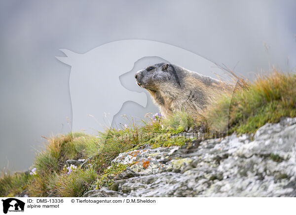 Alpenmurmeltier / alpine marmot / DMS-13336