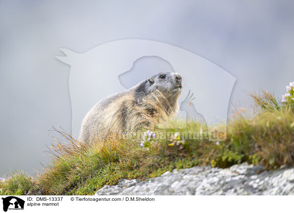 Alpenmurmeltier / alpine marmot / DMS-13337