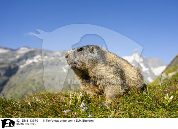 Alpenmurmeltier / alpine marmot / DMS-13576