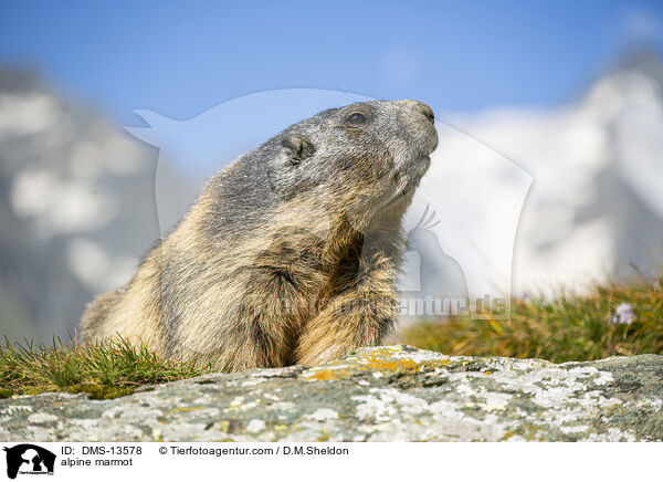 Alpenmurmeltier / alpine marmot / DMS-13578