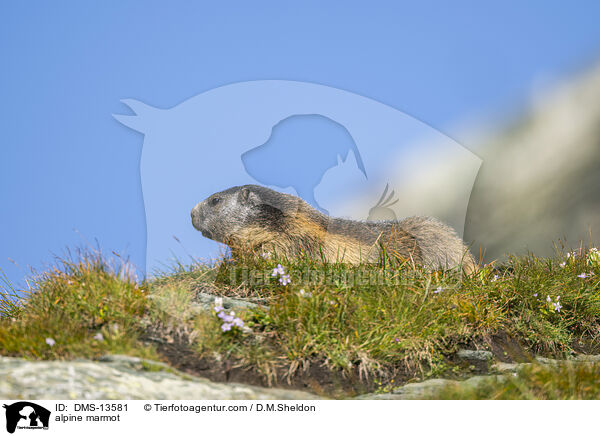 Alpenmurmeltier / alpine marmot / DMS-13581