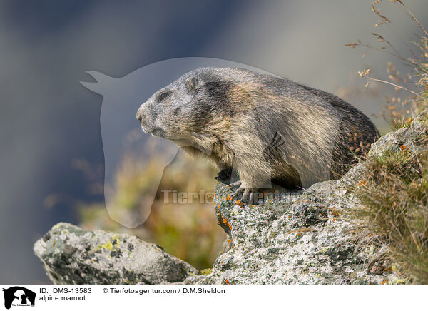 Alpenmurmeltier / alpine marmot / DMS-13583