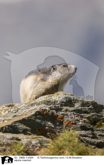 Alpenmurmeltier / alpine marmot / DMS-13584