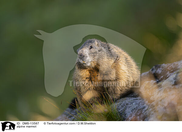 Alpenmurmeltier / alpine marmot / DMS-13587