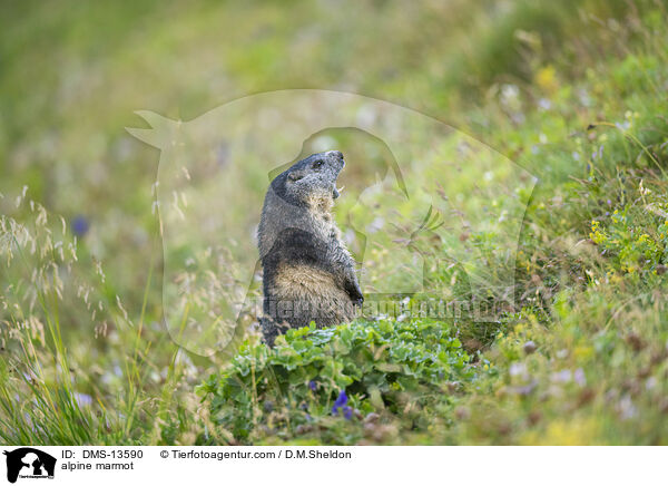 Alpenmurmeltier / alpine marmot / DMS-13590
