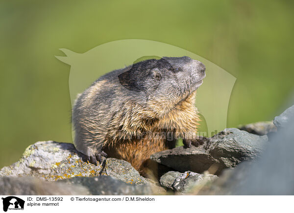 Alpenmurmeltier / alpine marmot / DMS-13592