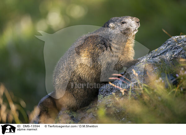 Alpenmurmeltier / alpine marmot / DMS-13594