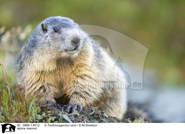 Alpenmurmeltier / alpine marmot / DMS-13612