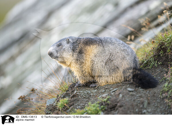 Alpenmurmeltier / alpine marmot / DMS-13613