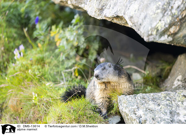 Alpenmurmeltier / alpine marmot / DMS-13614