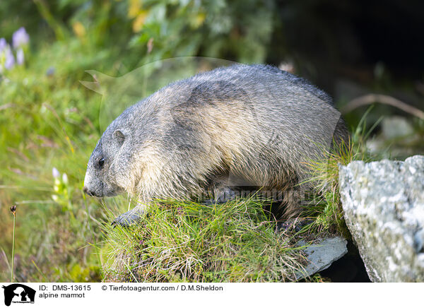 Alpenmurmeltier / alpine marmot / DMS-13615