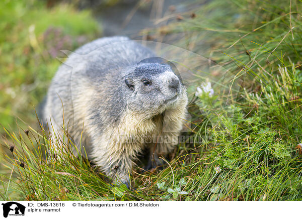 Alpenmurmeltier / alpine marmot / DMS-13616