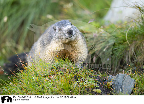 Alpenmurmeltier / alpine marmot / DMS-13618