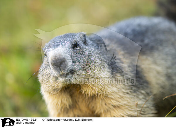 Alpenmurmeltier / alpine marmot / DMS-13621