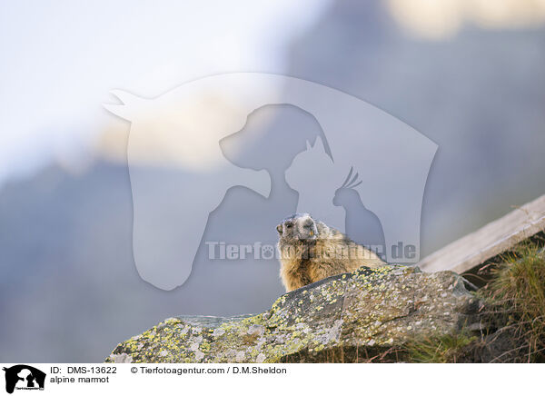 Alpenmurmeltier / alpine marmot / DMS-13622