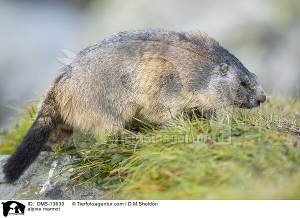 Alpenmurmeltier / alpine marmot / DMS-13630