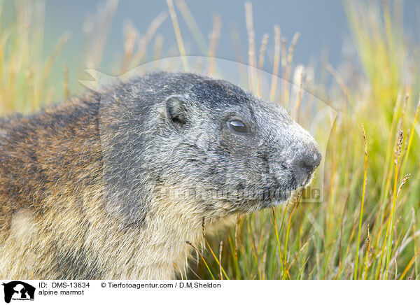 Alpenmurmeltier / alpine marmot / DMS-13634