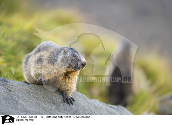 Alpenmurmeltier / alpine marmot / DMS-13638
