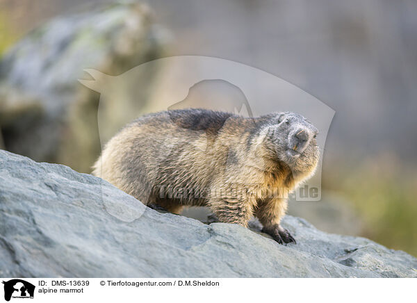 Alpenmurmeltier / alpine marmot / DMS-13639