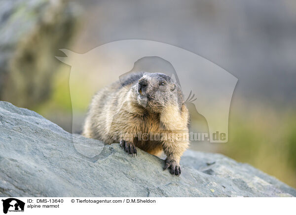 Alpenmurmeltier / alpine marmot / DMS-13640