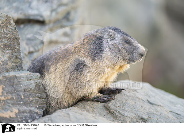 Alpenmurmeltier / alpine marmot / DMS-13641
